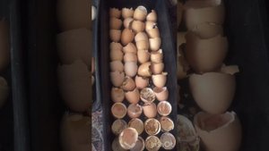Обзор инкубатора матрица Рио в работе. Новый вывод цыплят.
