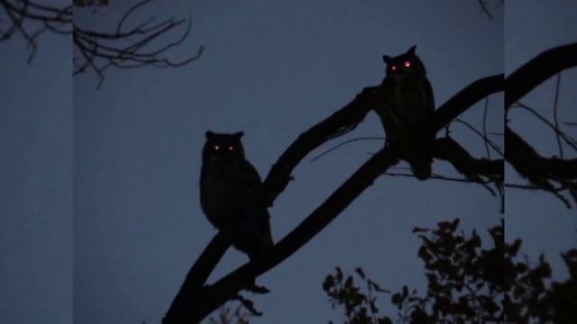 Хозяин кладбища и Хозяйка кладбища. Духи места. Как призвать Хозяина . Уроки колдовства. Некроманти смотреть онлайн