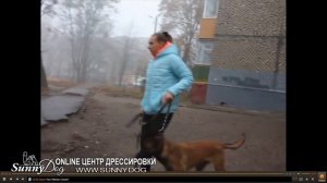 Ошибки приводящие к агрессии собаки. Или почему пес реагирует агрессивно на других?
