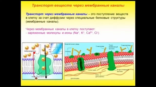 Биология. Учитель: Эм О.М. смотреть онлайн