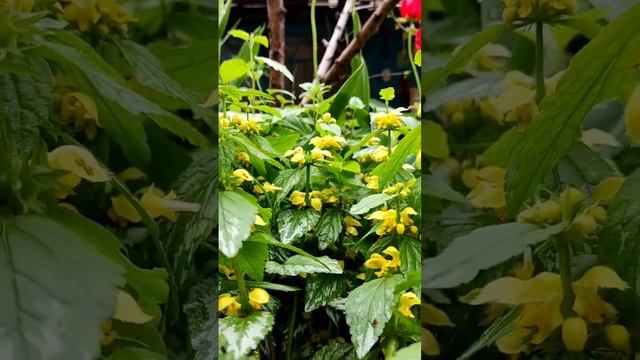 Яснотка зеленчуковая или ЗЕЛЕНЧУК ЖЕЛТЫЙ Цветение