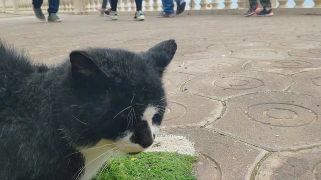 7 ноября 2020/ Ольгинка/ Погода, море и строительство гавани в Русском море смотреть онлайн