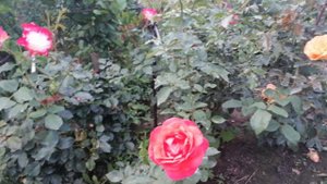 Розы и хорус.