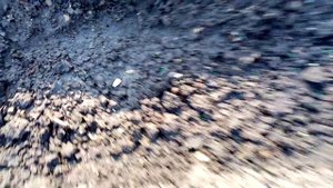 Арбузы сорта "ЕМЕЛЯ" сажаю в Открытый Грунт. Мякоть Белая с сильным Арбузным АРОМАТОМ  26 мая 2022г