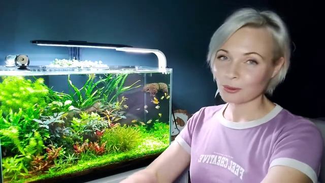 Недорогое освещение в моём аквариуме травнике смотреть онлайн