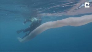 Гигантский глубоководный монстр был обнаружен дайверами (пиросома)