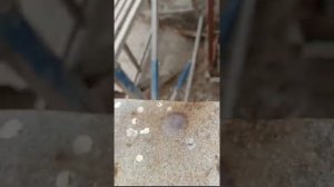концентратор флегмы