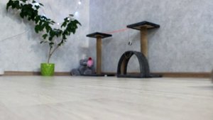 пушистые кошечки
