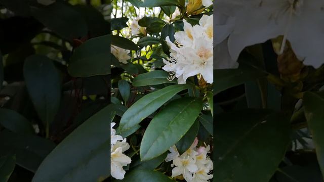 beautiful white Rhododendron tree💮