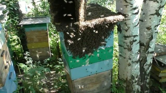 Одна из причин частого роения пчел смотреть онлайн