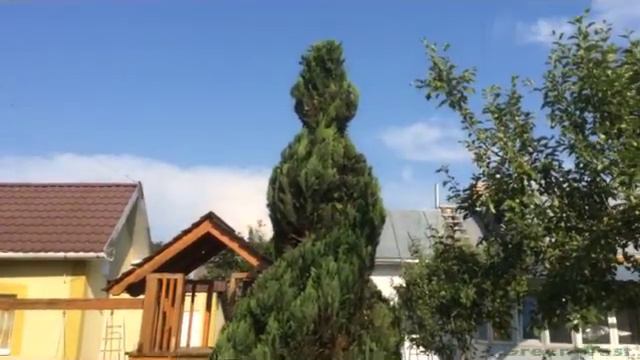 Topiary trimming of cypress/ Топіарна стрижка кипарису