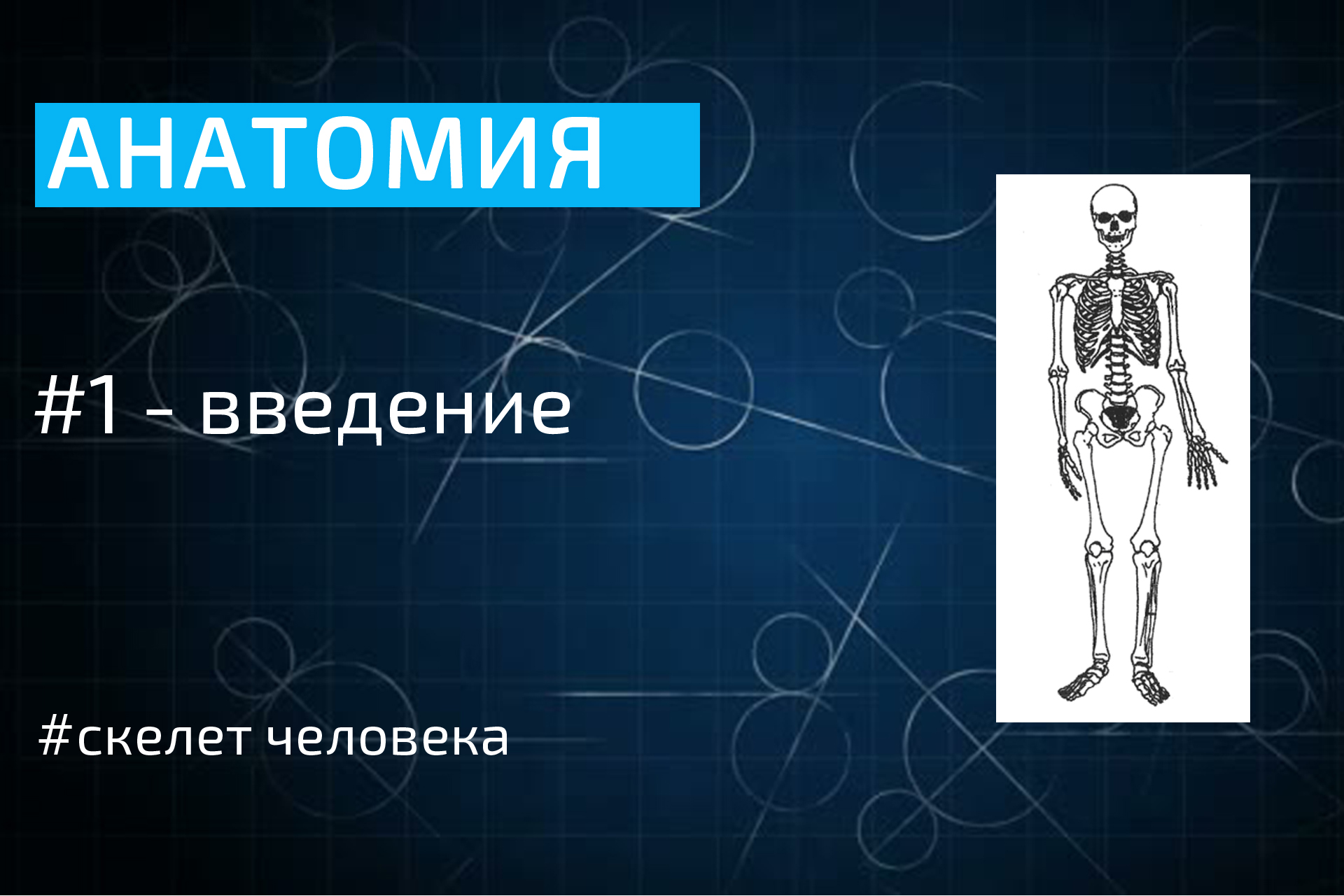 Учи анатом. Введение в анатомию человека. Анатомия человека обобщение. Скелет анатомия. Кости Введение.