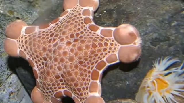 Загадки природы: "Морская звезда" смотреть онлайн