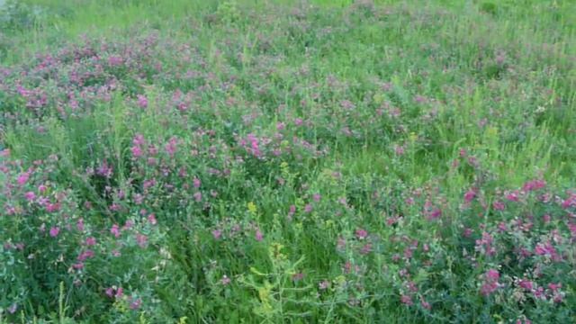Луговые , синие цветы. смотреть онлайн