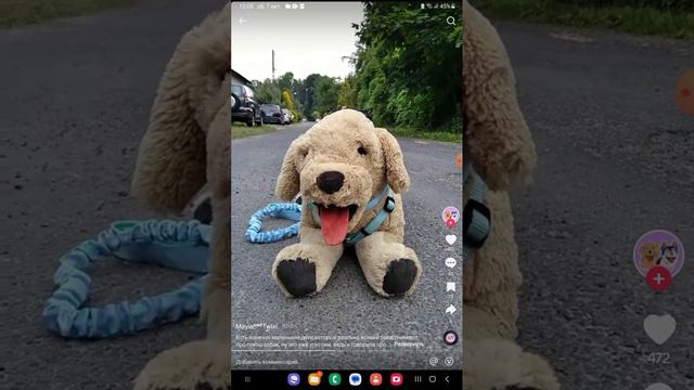 плюш дог блогеры из тик тока