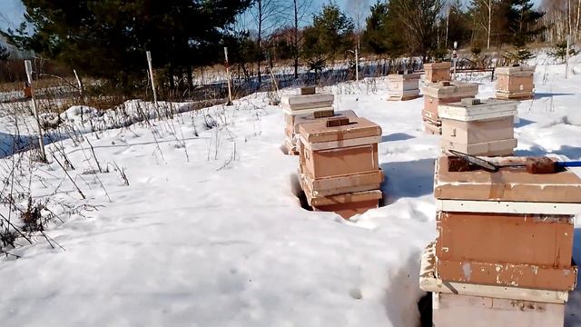 Выставка и перевозка ульев по новому смотреть онлайн