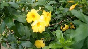 How to grow yellow trumpet flower tree