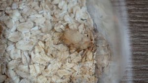 Превращение личинки в жука(жук-личинка)/Transformation of a larva into a beetle