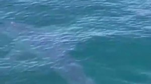 DEITA.RU Белая акула замечена в Приморье