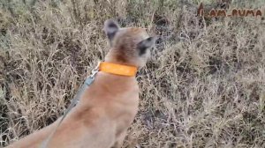 Пума Меси на прогулке. Messi's morning walk