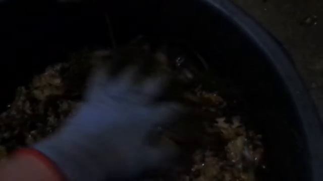 Червь Старатель Владимирский для биогумуса на зимовке. 2 часть смотреть онлайн