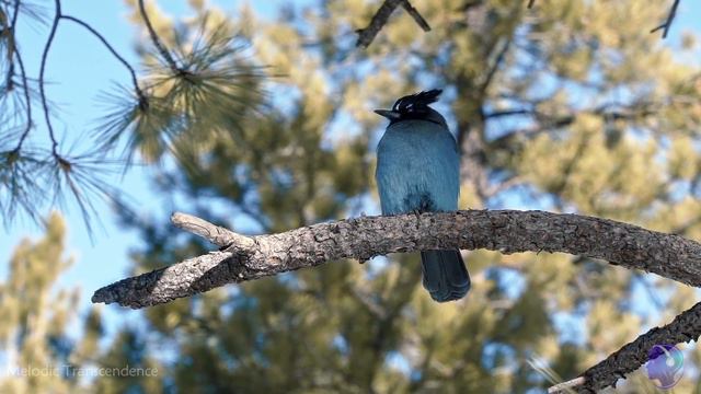 Exhausted today 😓 ? Listen this to calm your mind and body 😇 🙏 смотреть онлайн