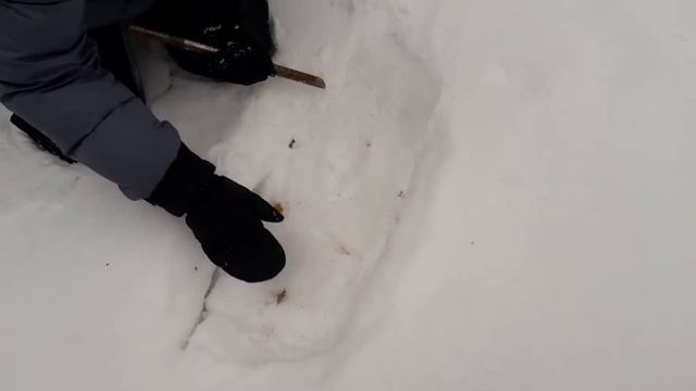 Следы йети. Traces of bigfoot. Следы снежного человека. Следы сасквоча. Sasquatch real traces.
