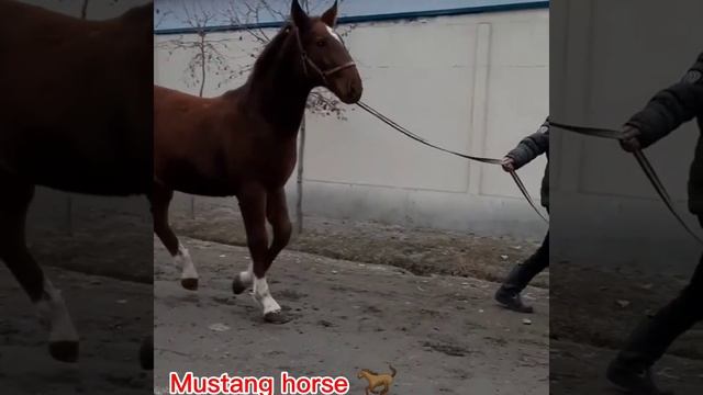 Самый мощный лошади ? Оцените кому нравится ? #horse #лошади #кокпар #улак #улок