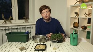 КАК ВЫРАСТИТЬ РОЖЬ для кошек в домашних условиях // Сочный корм для вашего питомца