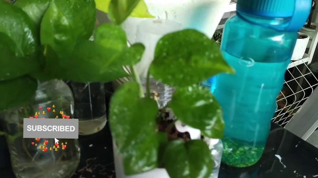 Pothos: My  Global Green  More!!!