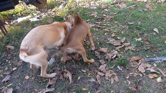 panasonic DMC-TZ10 video test смотреть онлайн