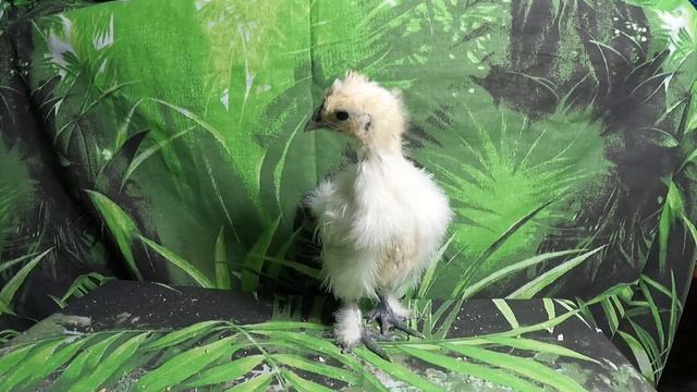 Китайские шёлковые куры/ШЁЛКИ белый пух и чёрная кожа/ЯЙЦА кур / ЦЫПЛЯТА шёлковых КУРИЦ /МАРИ МИСТИ смотреть онлайн