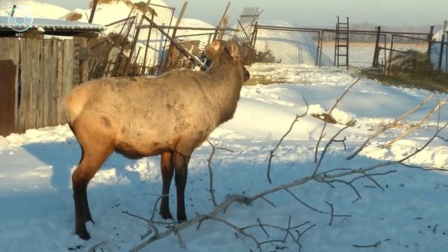 Маралы обосновались в Чулымском районе Новосибирской области смотреть онлайн