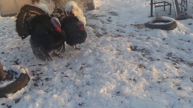 Индюки выращивание за ГРП ЧТЭЦ-2 Т ПЛЮС смотреть онлайн