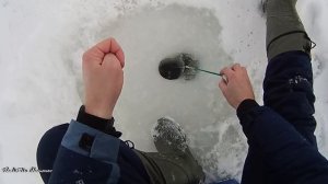 Окунь на безмотылку зимой! Рыбалка в декабре в Новосибирске, отличный клёв!