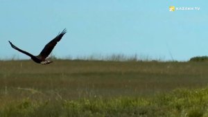 Коргалжынский заповедник