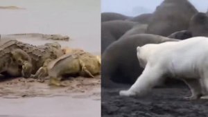 10 САМЫХ БОЛЬШИХ ЖИВОТНЫХ, В СУЩЕСТВОВАНИЕ КОТОРЫХ ВЫ НЕ ПОВЕРИТЕ
