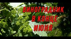 Виноградник в конце июня