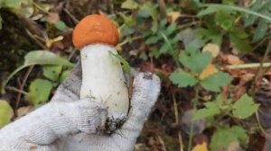 Нереальный слой подосиновиков, сбор грибов в Ленинградской области, сентябрь 2023 г,