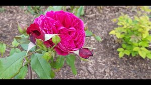 Роза Zayed of Abu Dhabi (шраб, Массад, Франция, 2000). 21 июля 2022 г.