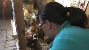 Глубокая подстилка в курятнике Байкал ЭМ1