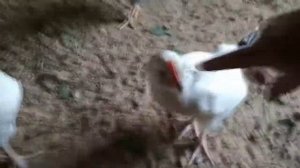 УМНЫЙ КУРЯТНИК СВОИМИ РУКАМИ. УСТРОЙСТВО. ОБЗОР.