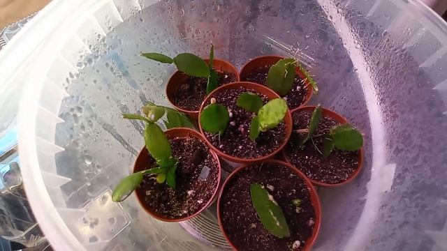 НЕОЖИДАННЫЙ РЕЗУЛЬТАТ УКОРЕНЕНИЯ ЧЕРЕНКА ШЛЮМБЕРГЕРЫ !??? смотреть онлайн