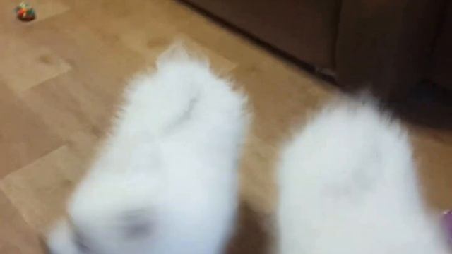Щенки Японского шпица Помет С. Кобель Сэтору, Кобель Сачио.