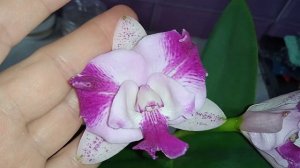 Каттлея Monte Elegant aroma