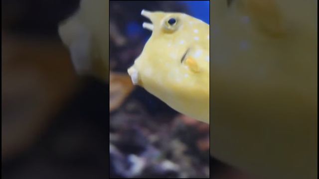 Кузовок-кубик смотреть онлайн