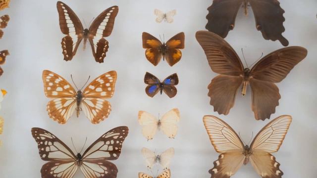 歌うためには（作曲:信長貴富／作詩:寺山修司） смотреть онлайн