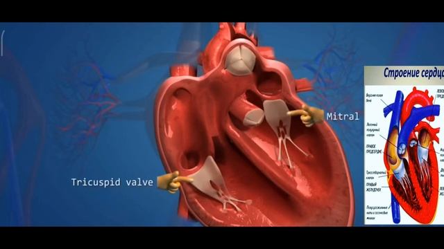 Строение сердца человека в 3 D смотреть онлайн