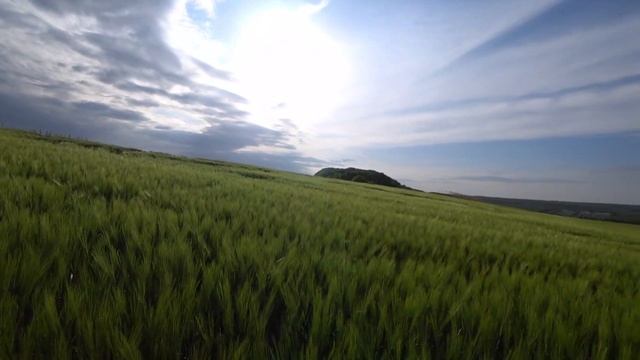 Черешня из Светлограда. Шланг для полива. Дела.