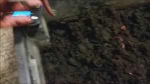 крупная денробена. Dendrobaena veneta